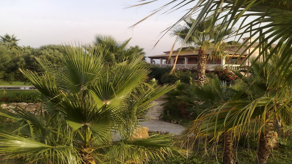 a palm trees and a building