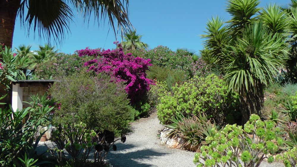 a path with plants and flowers