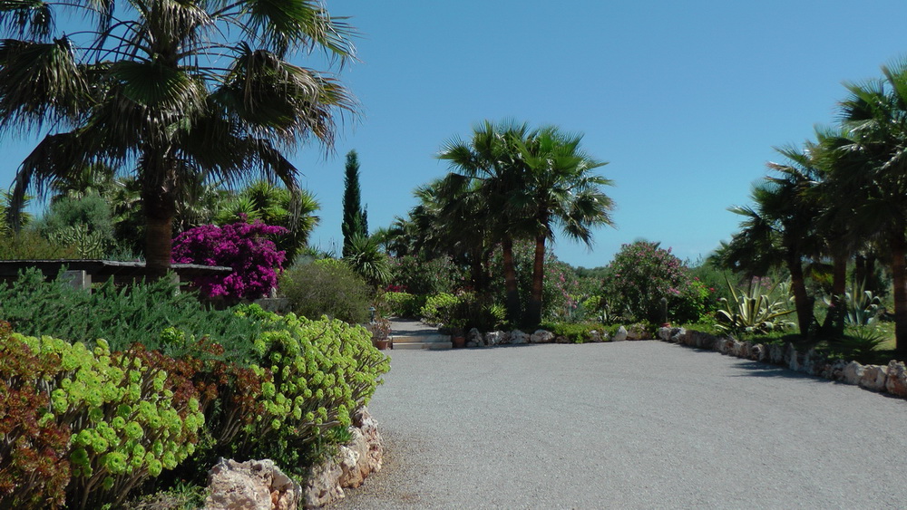 a gravel road with palm trees and bushes